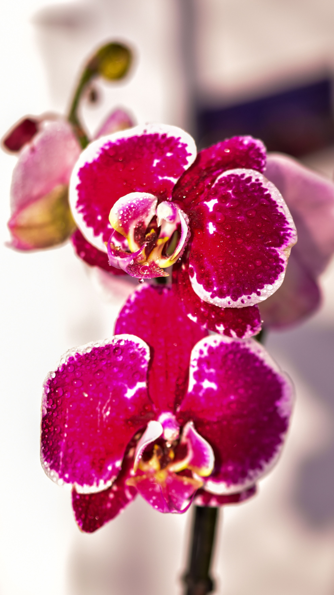 ORQUÍDEAS
