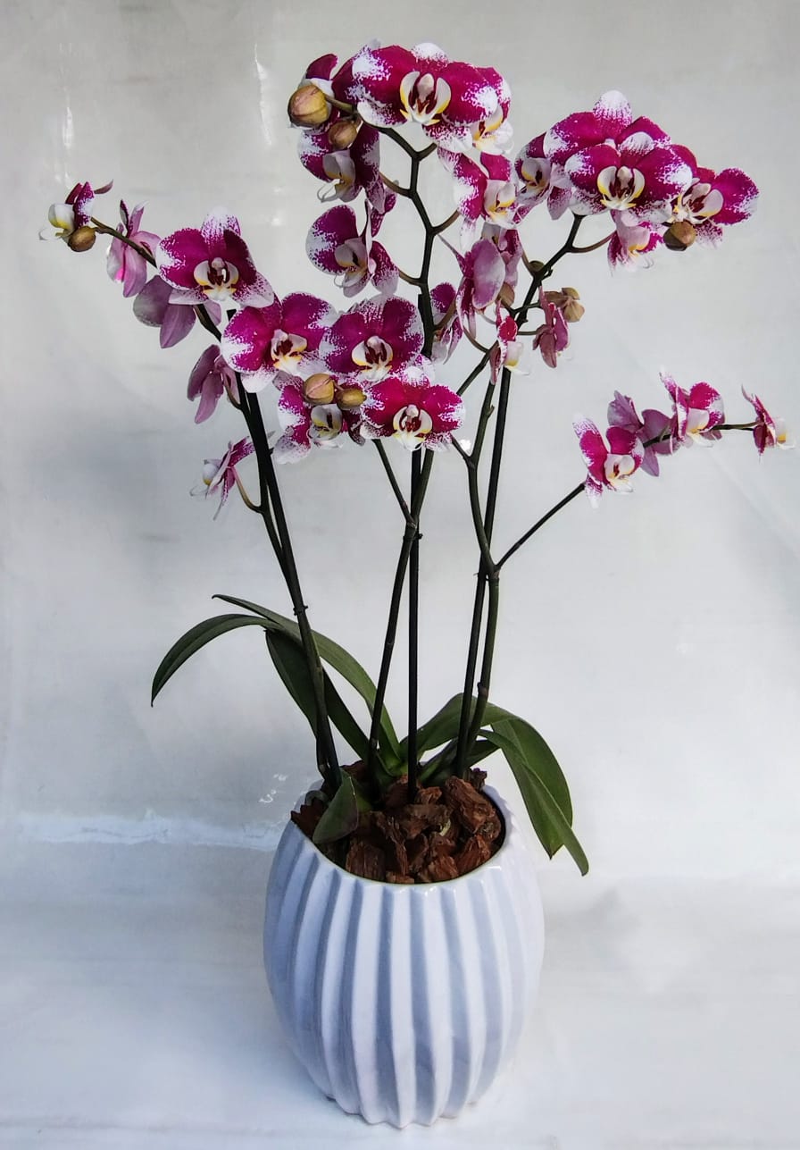 ORQUÍDEA BLANCA Y FUCSIA