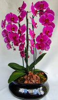 ORQUÍDEA PREMIUM FUCSIA CASCADA