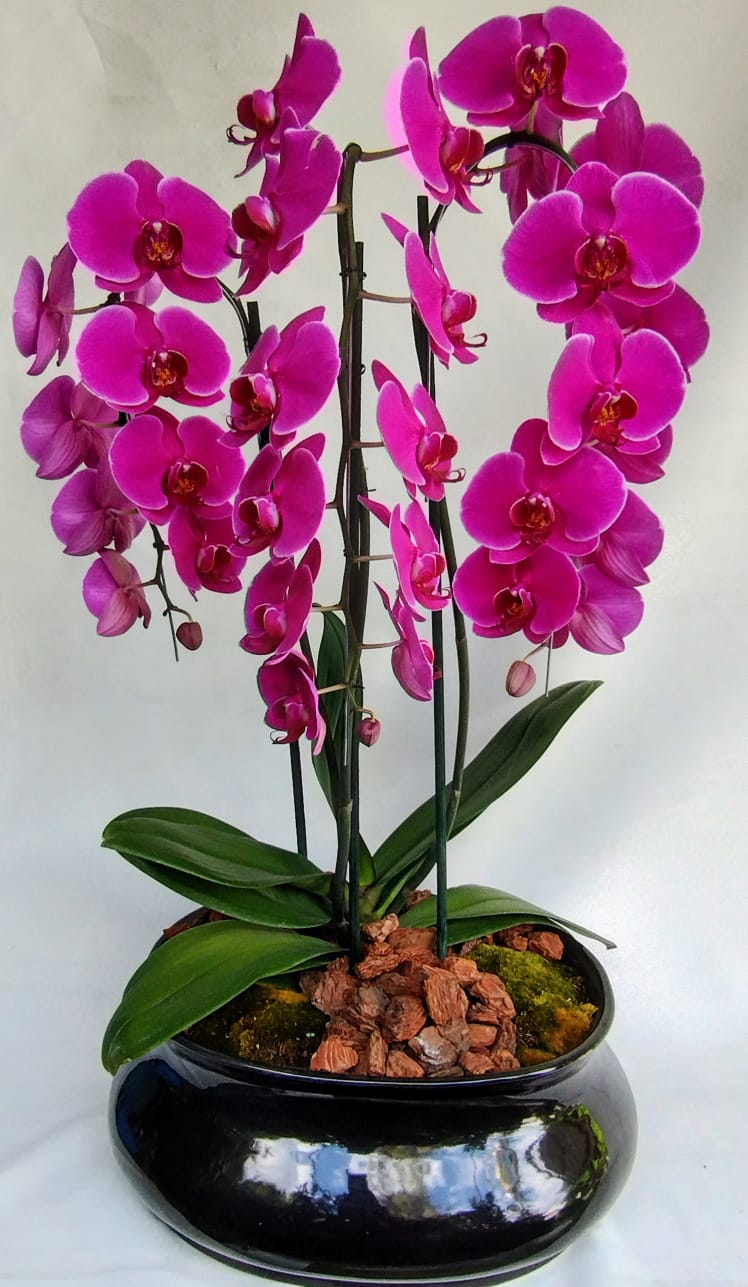 ORQUÍDEA FUCSIA CASCADA