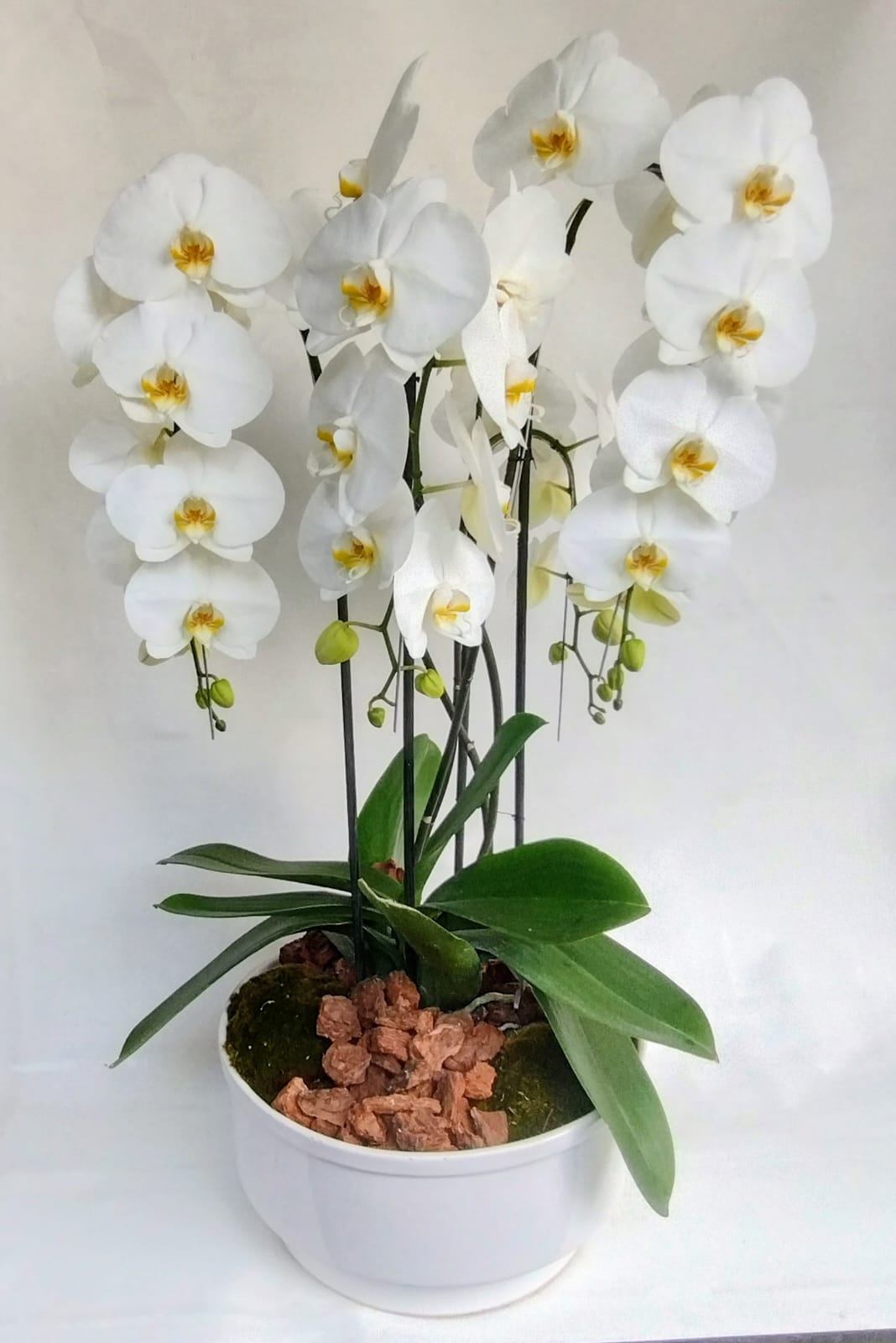 ORQUÍDEA 4 TALLOS (PREMIUM)