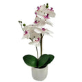ORQUÍDEA BLANCA Y FUCSIA MEDIANA PREMIUM