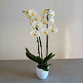 ORQUÍDEA BLANCA PREMIUM