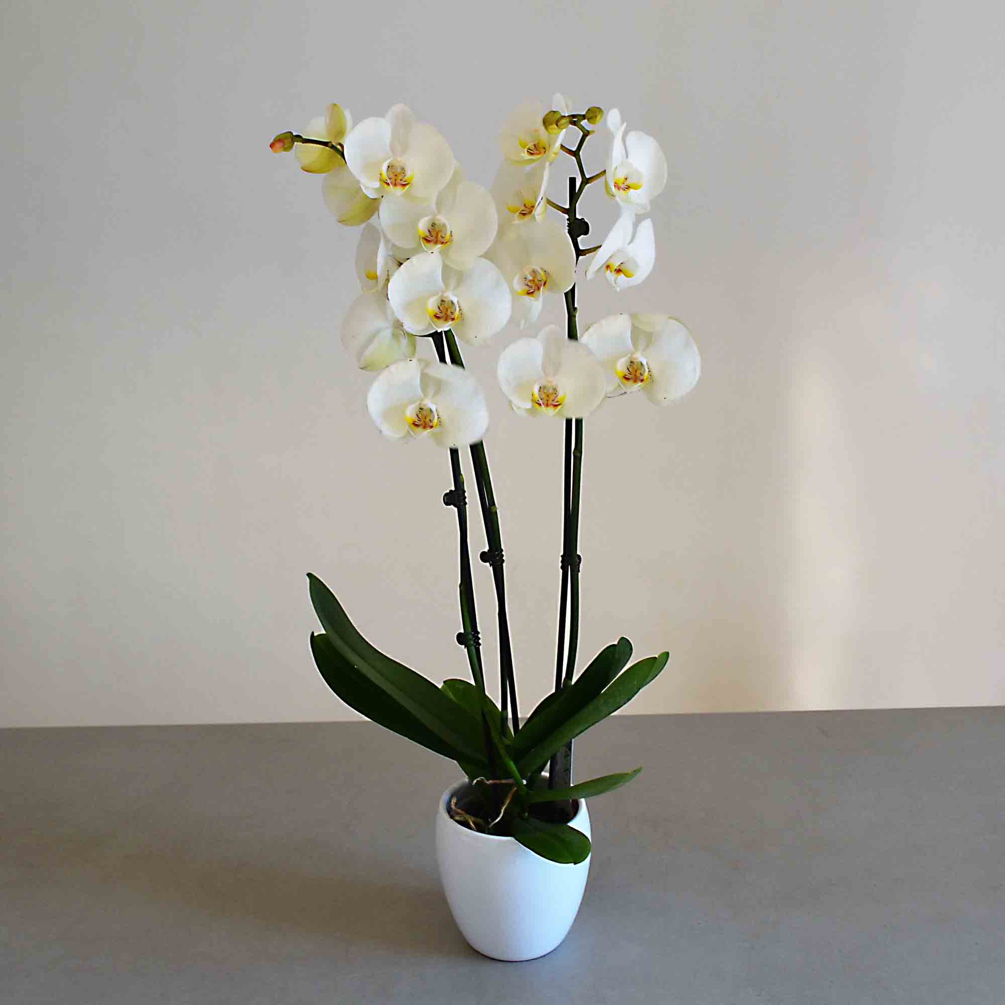 ORQUÍDEA BLANCA
